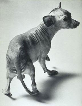 tattooed hairless dog.bmp